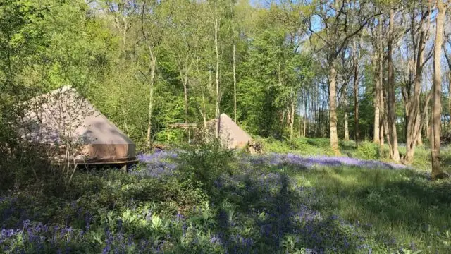 Copy-of-Bell-Tents-Two-woodland-bell-tents-in-the-bluebells_Wild-Boar-Wood-Campsite